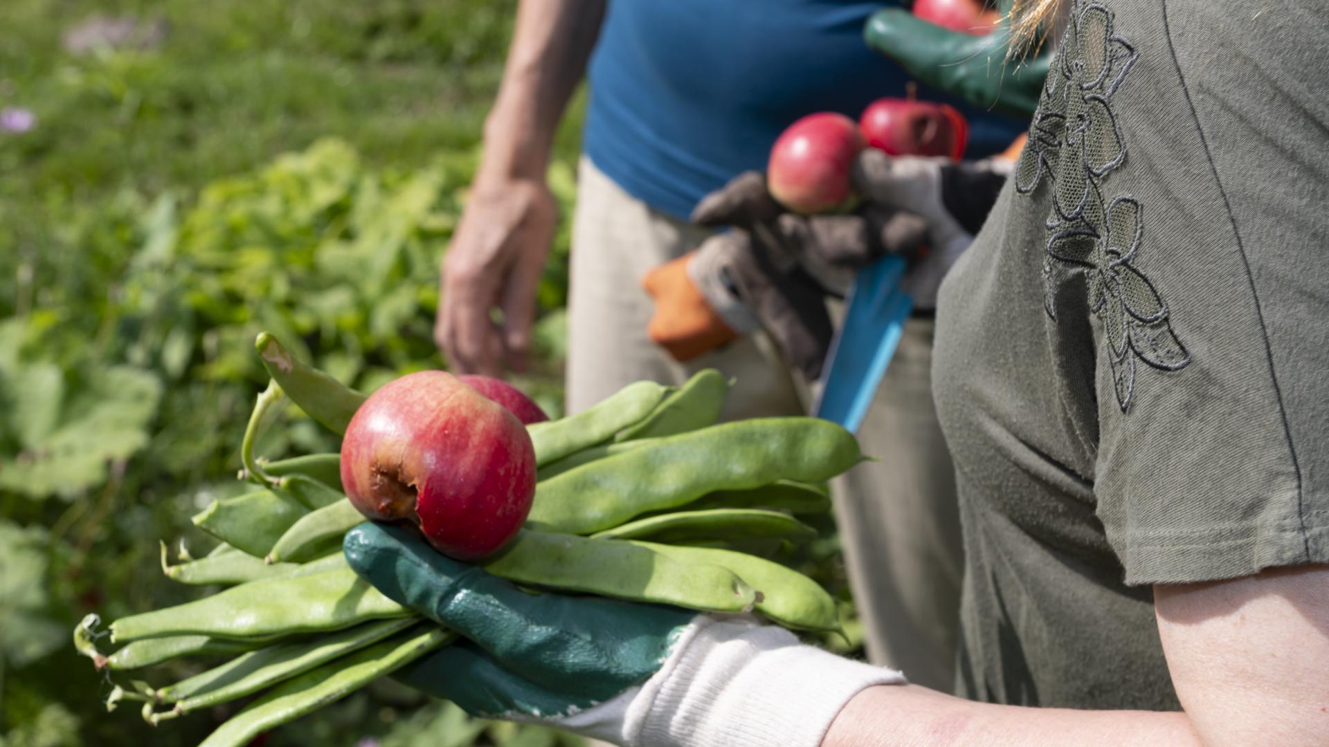 Groenten uit de moestuin